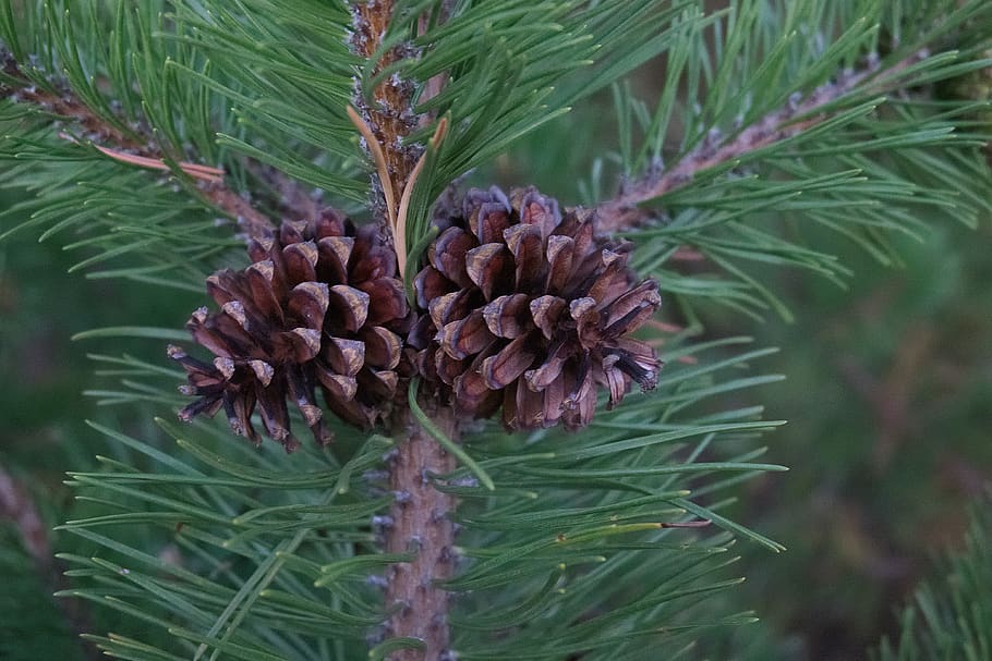 needles, pine, coniferous tree, green, branch, nature, closeup HD wallpaper