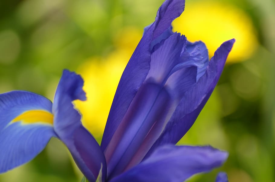 iris, flower, spring, nature, plants, fleuri, stamen, blue, HD wallpaper
