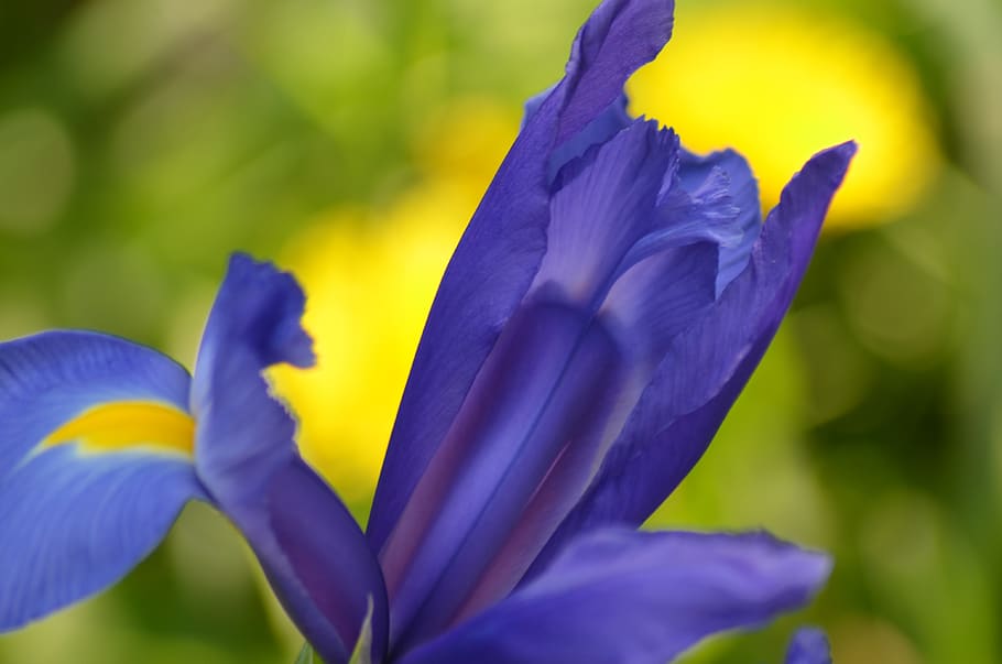 iris, flower, spring, nature, plants, fleuri, stamen, blue HD wallpaper