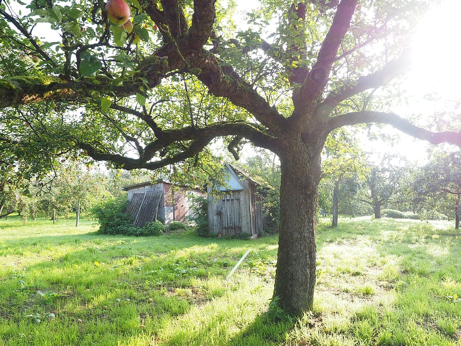 brown shed cover by green grass, Apple Tree, Orchard, day, outdoors HD wallpaper