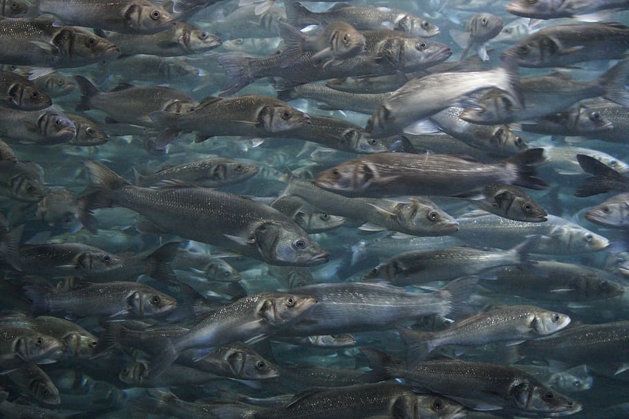 grey school of fish painting, swarm, fish swarm, aquarium, meeresbewohner, HD wallpaper