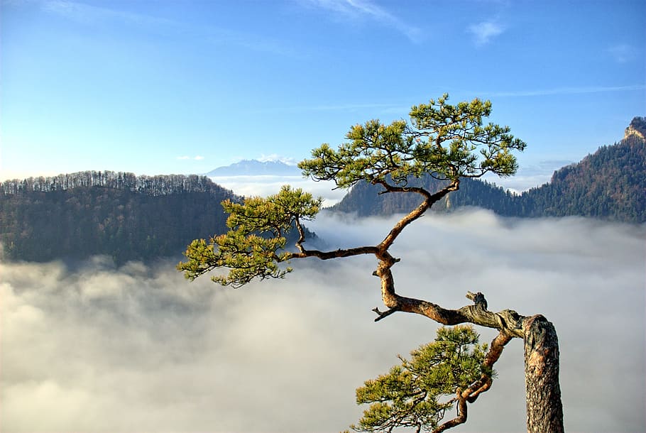 top view of tree, pieniny, pine, mountains, nature, scenics HD wallpaper