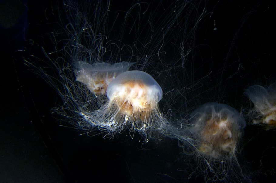 white jellyfish, aquarium, underwater, peaceful, jellies, animal, HD wallpaper