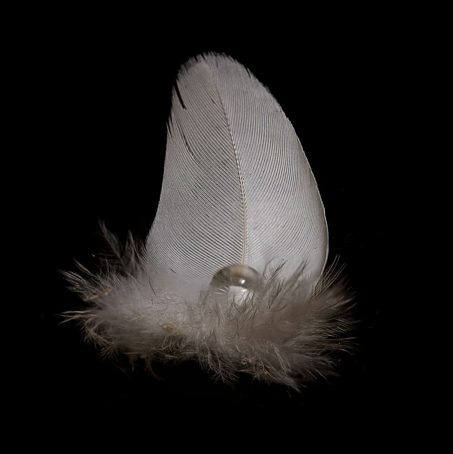 spring, drip, close, bird feather, macro, black background HD wallpaper