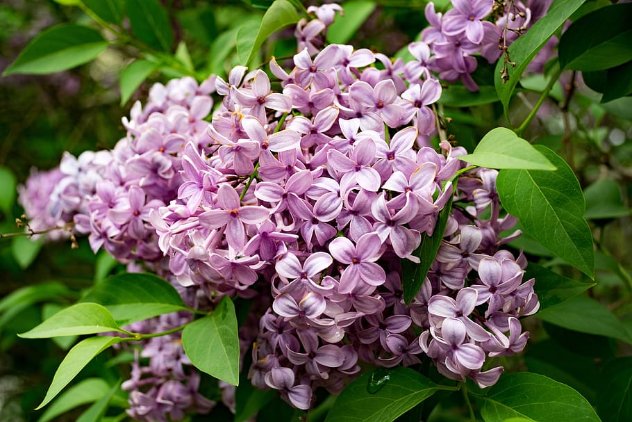 lilac, siringa, nature, garden, violet, plant, spring, without, HD wallpaper