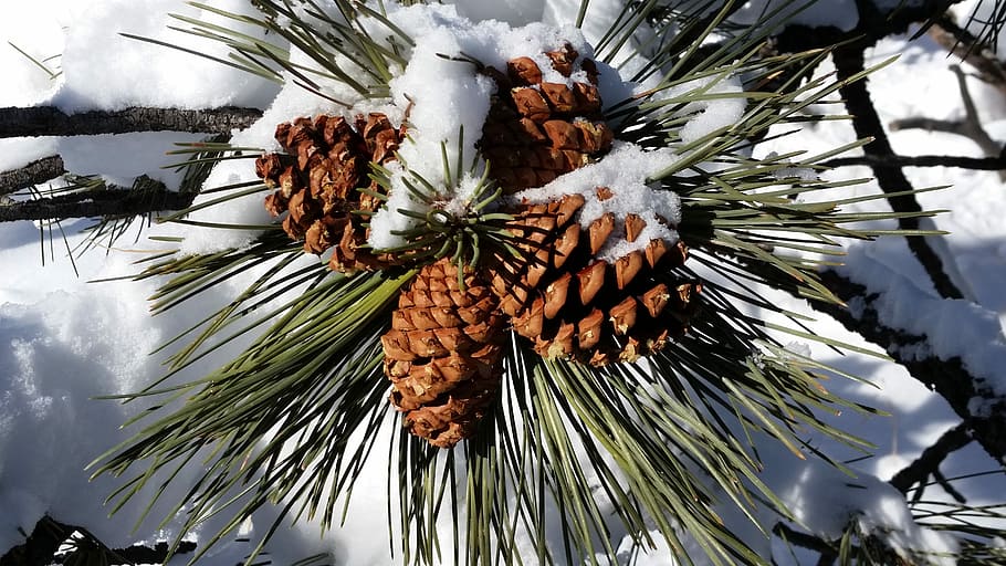 Pine Cones, Snow, Sunny, Branches, tree, pine tree, palm tree HD wallpaper
