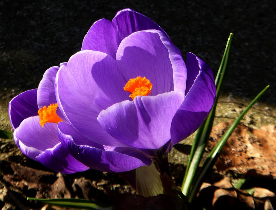 Crocus, Spring, Violet, Early Bloomer, spring crocus, close HD wallpaper