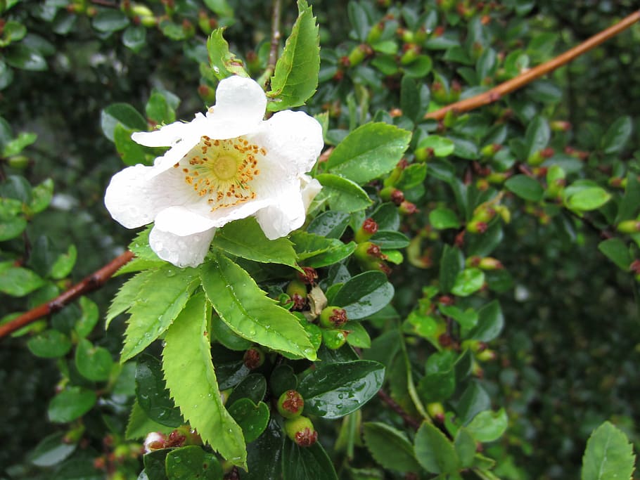 flower, blossom, bloom, white, individually, alone, nature HD wallpaper