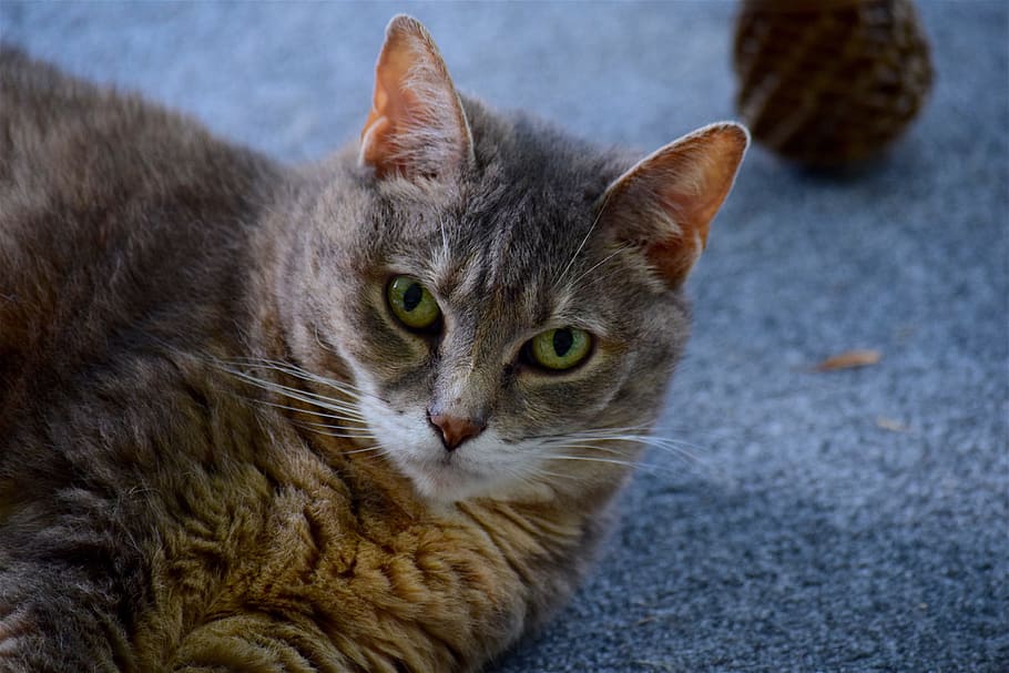 Cat, Portrait, Face, Ears, Furry, Cute, domestic, animal, pet HD wallpaper