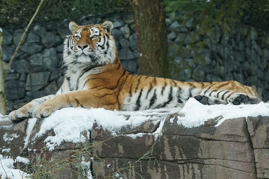tiger lying on rock coated with snow, amurtiger, cat, carnivores, HD wallpaper