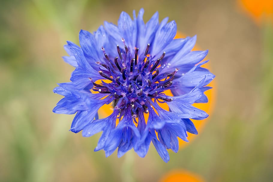 HD wallpaper: Cornflower, Blue, Blue, Violet, Wild Flower, spring ...