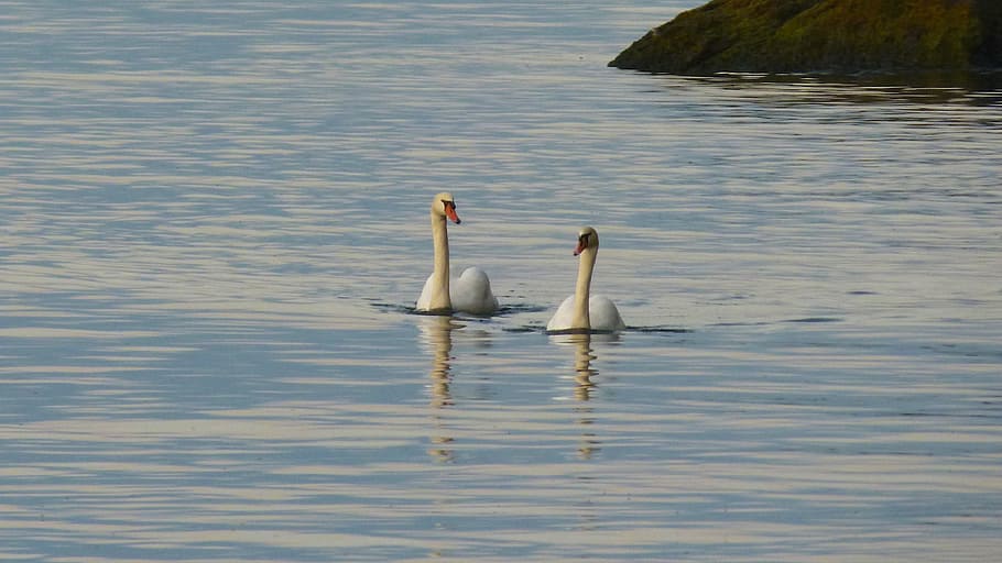 Swan, Swans, Lake, Bird, Animal World, water bird, waters, beautiful swans, HD wallpaper
