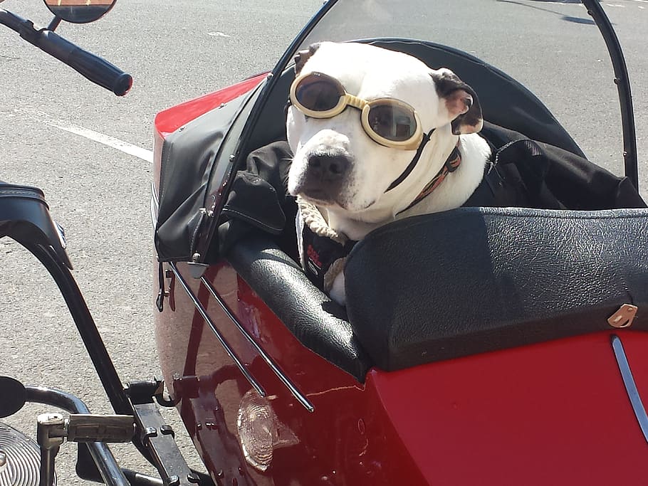 HD wallpaper: dog wearing sunglasses on motorcycle sidecar, Animal, Vintage  | Wallpaper Flare