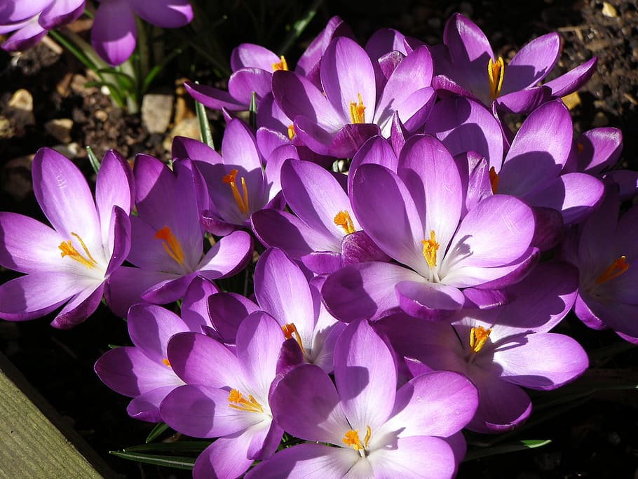 crocus, winter sun, spring flowers, flowering plant, fragility HD wallpaper