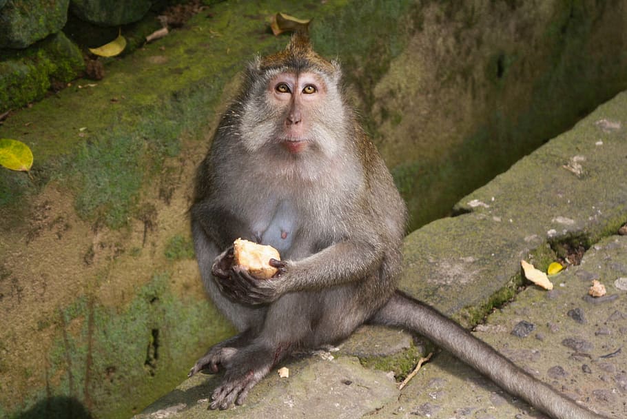 monkey, animals, look, forest, jungle, hair, fauna, wild nature HD wallpaper