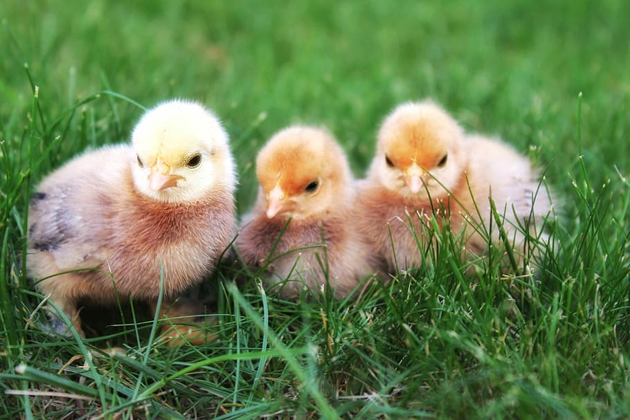 three chicks on green grass, chicken, hatched, small, cute, animal, HD wallpaper