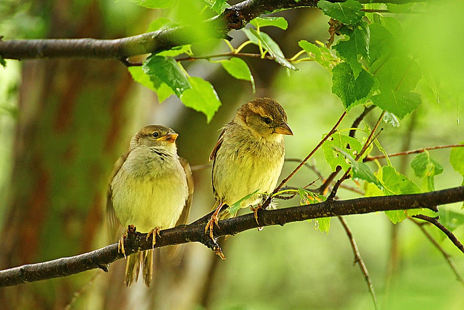 sparrow, sparrows, nature, birds, spring, branch, tree, portrait HD wallpaper