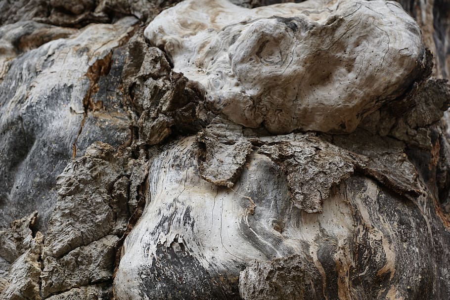 wood, root, nature, tree, grey, grow, old, forest, brown, textured HD wallpaper
