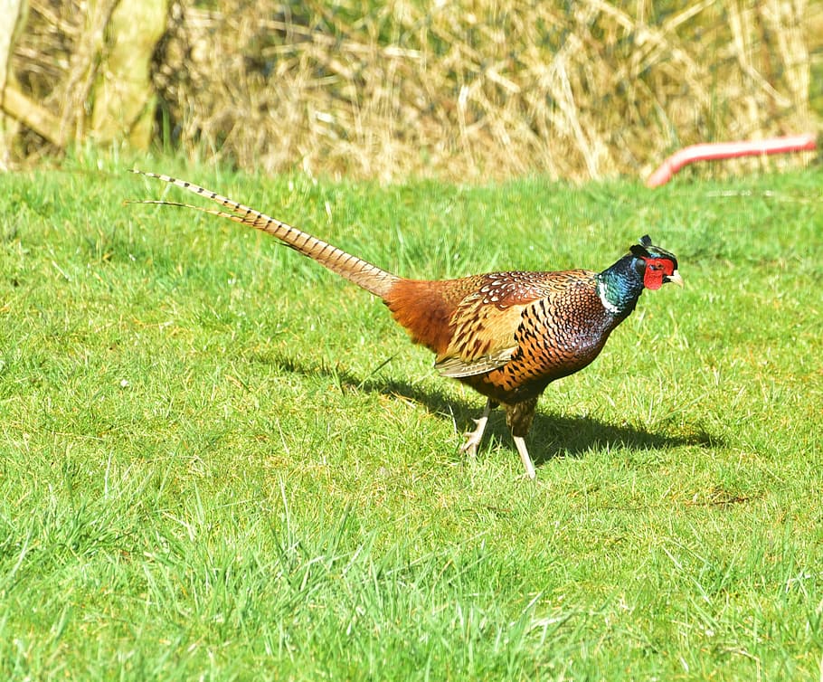 Pheasant, Bird, Feather, Plumage, species, colorful, hahn, males HD wallpaper