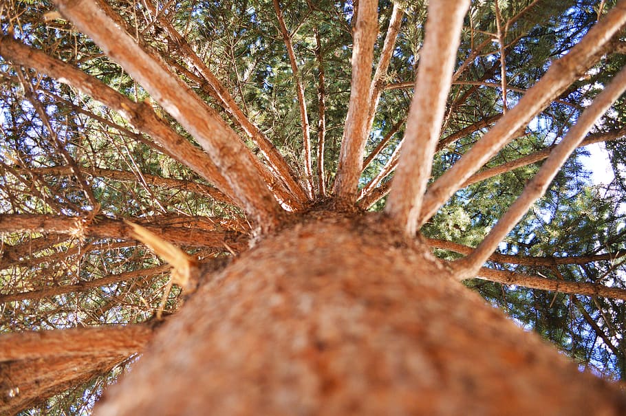 tree, nature, plant, tree trunk, day, no people, growth, close-up HD wallpaper