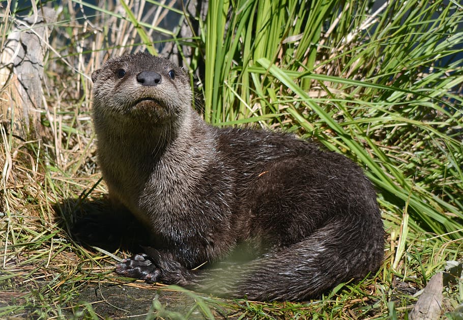 otter animal on green grass field, young, mammal, furry, wet, HD wallpaper