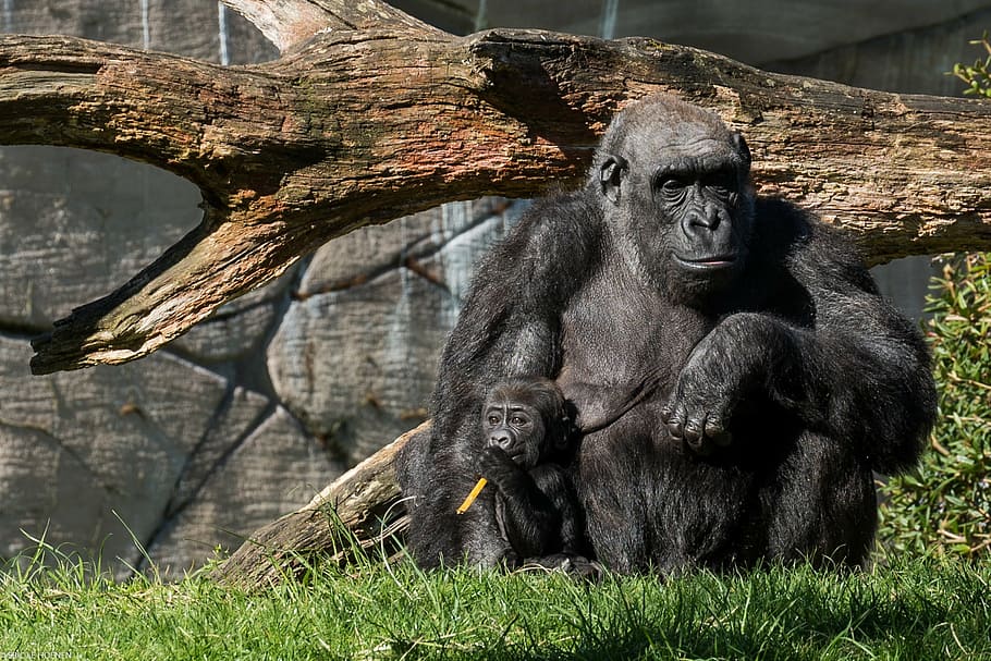 zoo, monkey, animal, grass, no people, ape, animal wildlife HD wallpaper