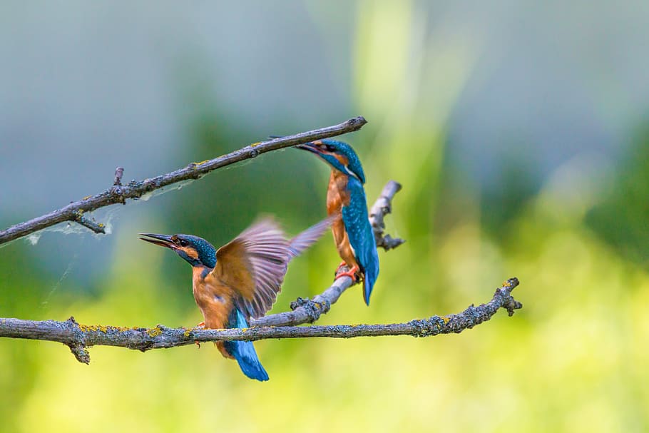 two hummingbirds on tree branch, kingfisher, colorful, nature