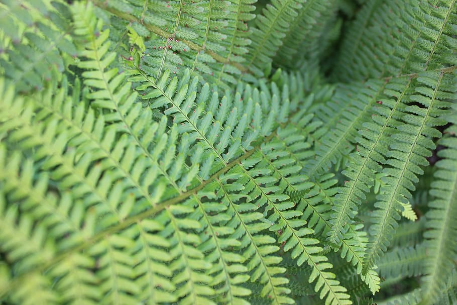 fern, green, plant, nature, forest, close, fern plant, leaves, HD wallpaper