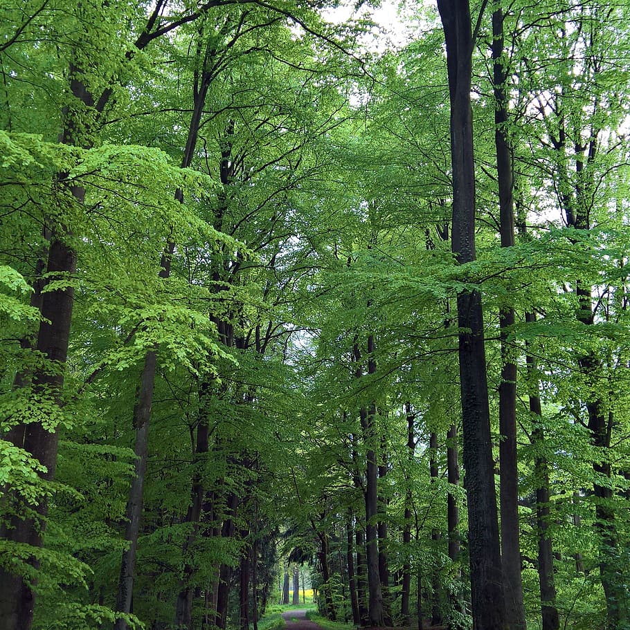 forest, leaves, green, forest path, nature, plant, tree, branch HD wallpaper