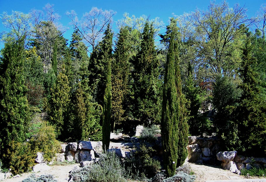 evergreens, rocks, pecs, botanical garden, tree, plant, growth HD wallpaper