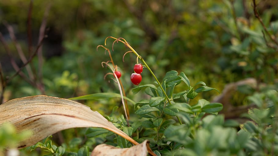 berry, forest, red, nature, fresh, food, berries, sweet, green HD wallpaper