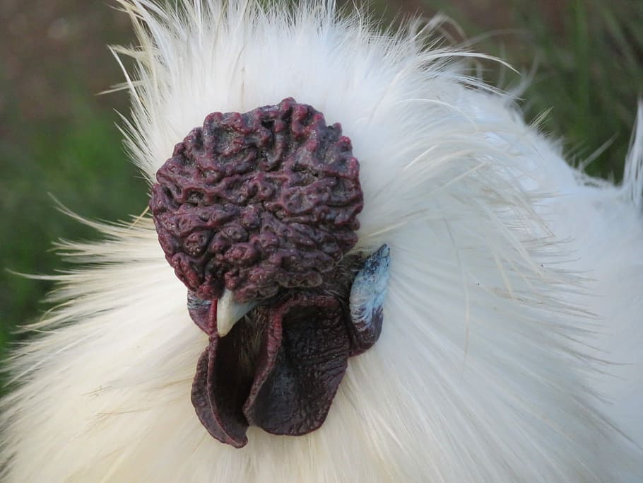 Chicken, Silkie, Rooster, Poultry, Bird, animal, silky, white