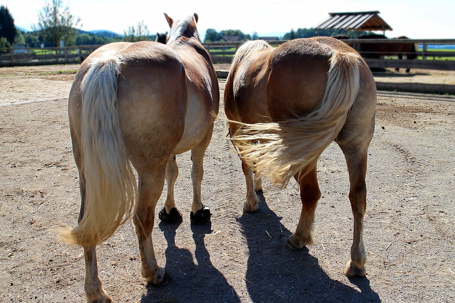 horses, together, pair, for two, connectedness, couple, togetherness HD wallpaper