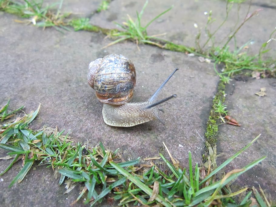 snail, animal, shell, watch, nature, swirl, macro, animal themes HD wallpaper