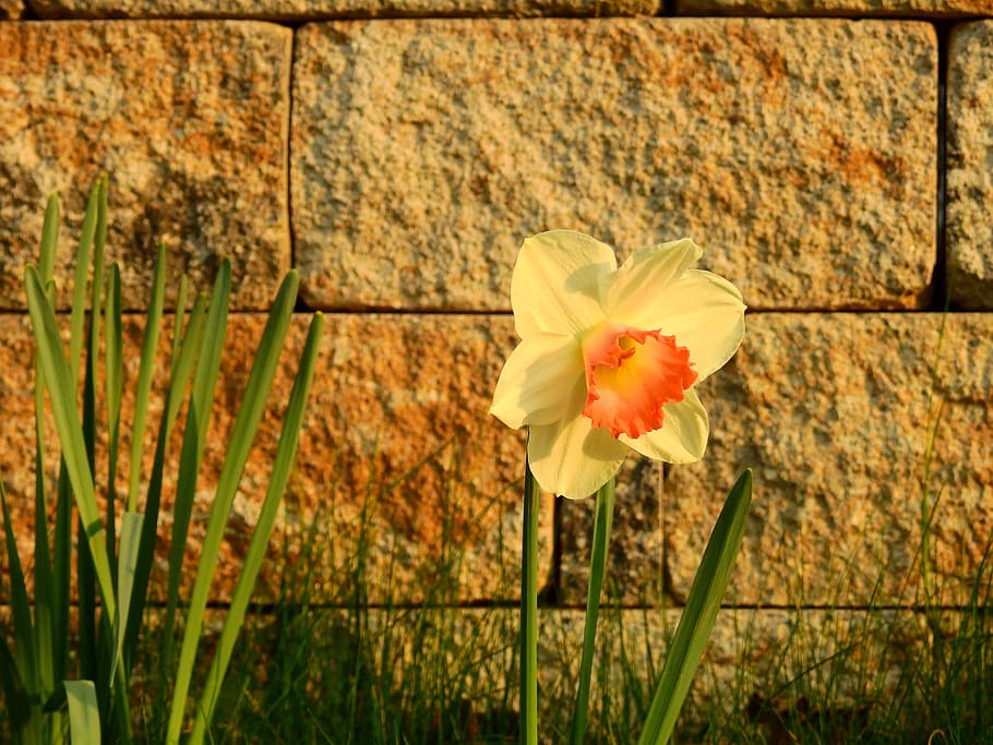 Daffodils, Easter, Flower, osterglocken, blossom, bloom, spring HD wallpaper