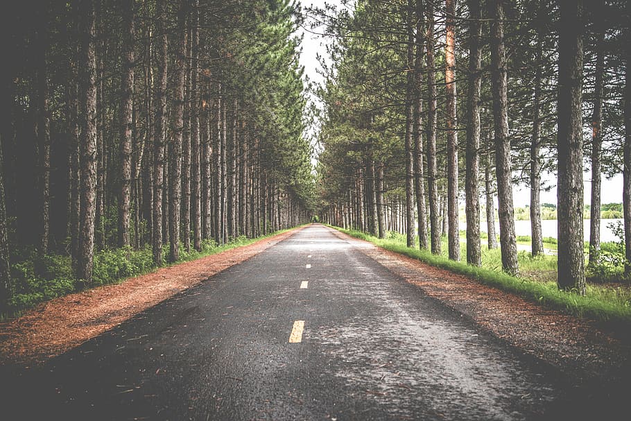 asphalt road in between tress, forest, nature, tree, outdoors HD wallpaper