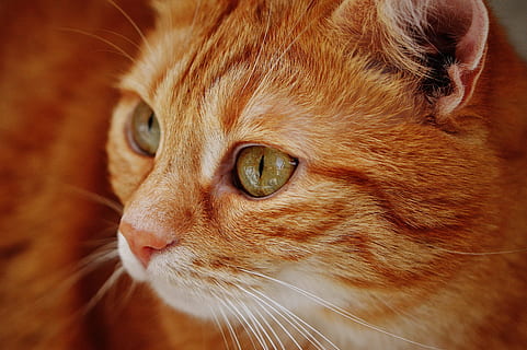 close up photography of orange tabby cat, red, cute, mackerel HD wallpaper