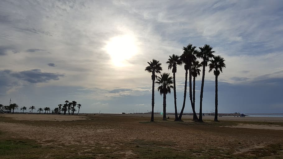 Beach, Palm Tree, Coma, coma-rruga, nature, tranquility, scenics HD wallpaper