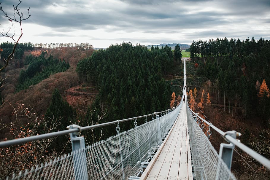 gray and white suspension bridge taken at daytime, untitled, tree HD wallpaper