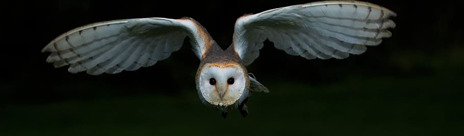 widescreen photograph of white and black  owl, barn owl, bird