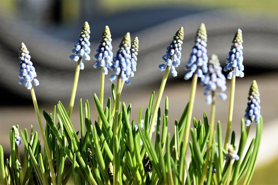 flower, spring, hyacinth, blue, spring flower, muscari, plant HD wallpaper