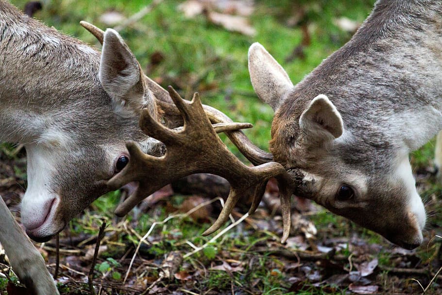 fallow deer, hirsch, forest, animal, nature, mammal, wildlife HD wallpaper