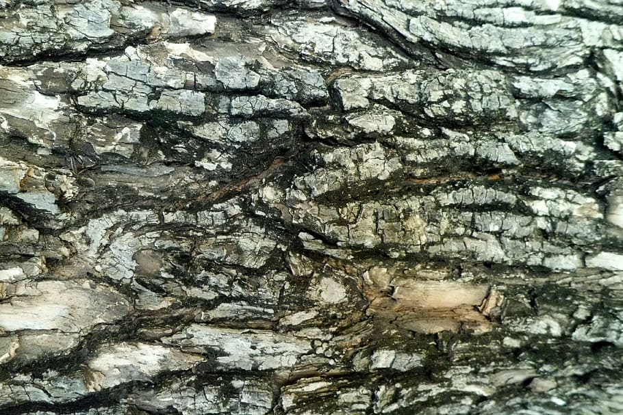 tree bark, cracks, nature, texture, full frame, backgrounds HD wallpaper