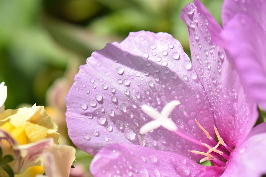 flower, pink, drops, nature, flowering plant, petal, freshness HD wallpaper