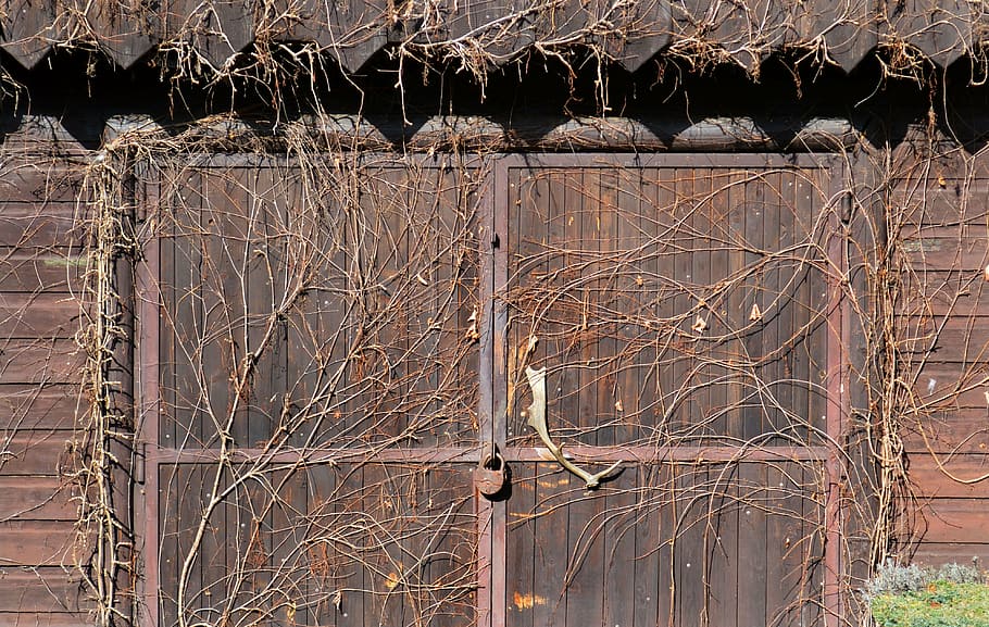 slovakia, doors, old, building, architecture, ivy, wooden, no people HD wallpaper
