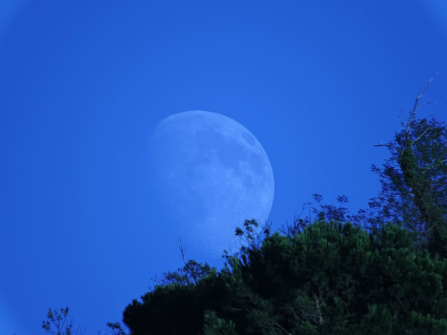 luna, mountain, trees, green, sky, moon, night, plant, blue HD wallpaper