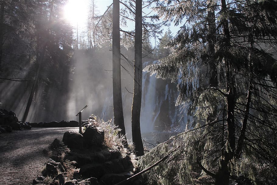 woods, trees, waterfall, plant, sunbeam, beauty in nature, land HD wallpaper