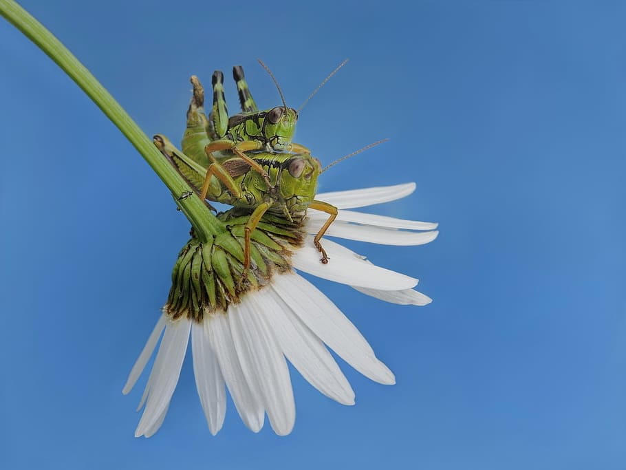 alpine mountain horrors, as, insect, blue, plant, close-up HD wallpaper