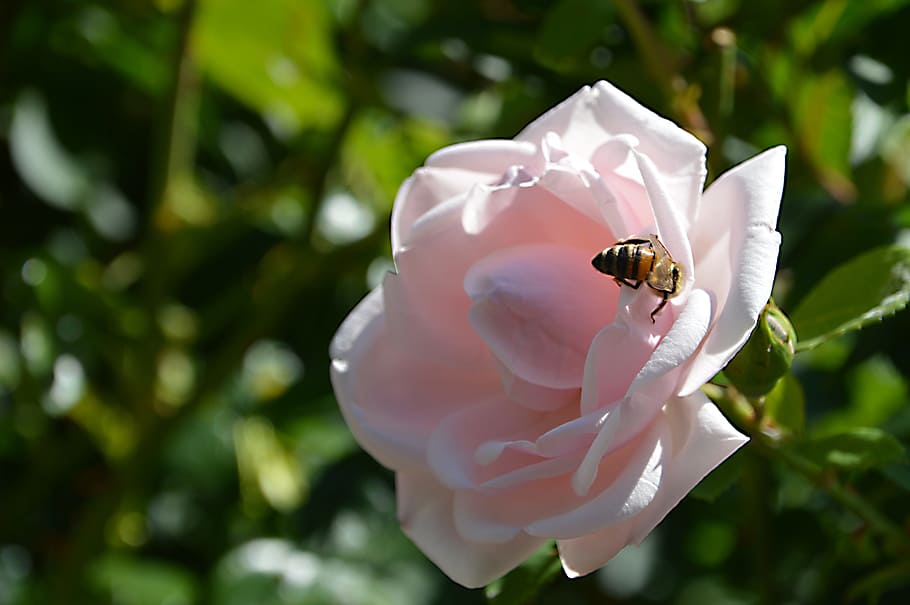 honeybee perched on pink rose flower in closeup photography HD wallpaper