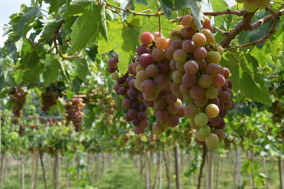 grapes, vineyard, wine, leaves, cluster, red wine, food and drink HD wallpaper
